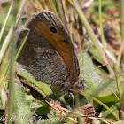 Small Heath