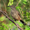 Curve-billed thrasher