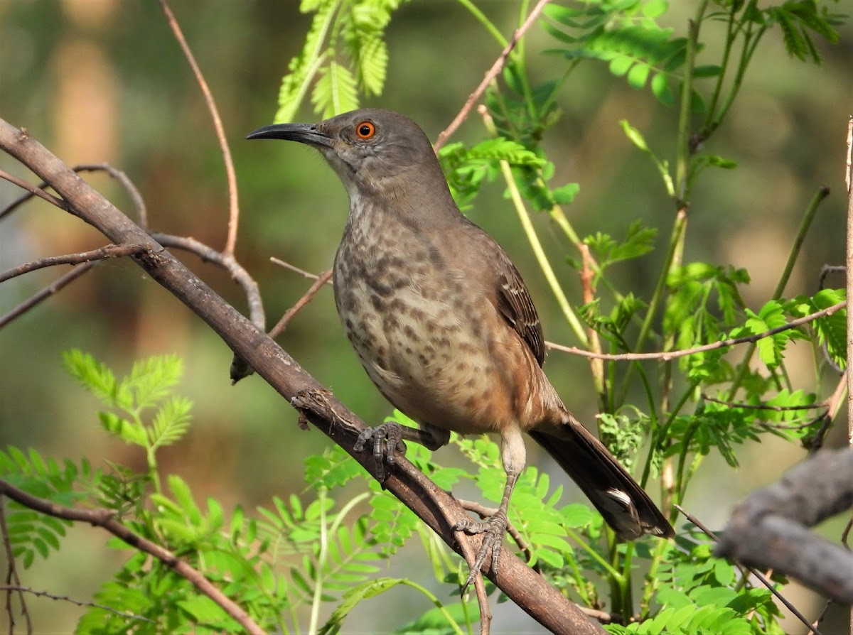 Curve-billed thrasher