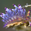 Flabelina Nudibranch