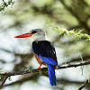 Kingfisher - Grey-headed