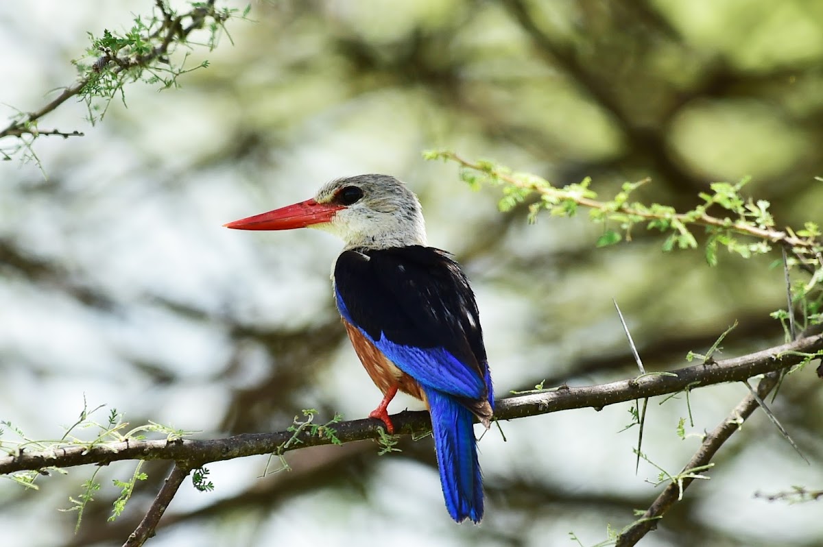 Kingfisher - Grey-headed