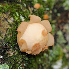 Stump Puffball