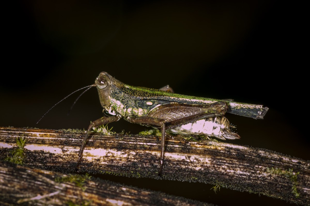 Scaria Grasshopper