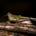 Scaria Grasshopper