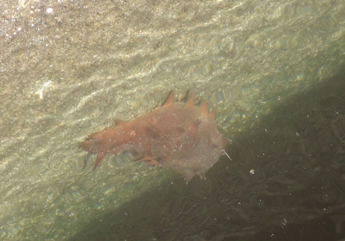 Tubular sea cucumber