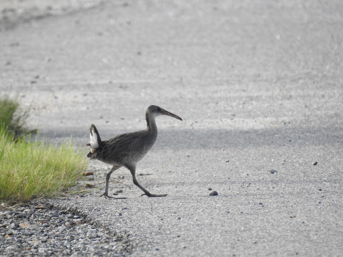 Clapper Rail