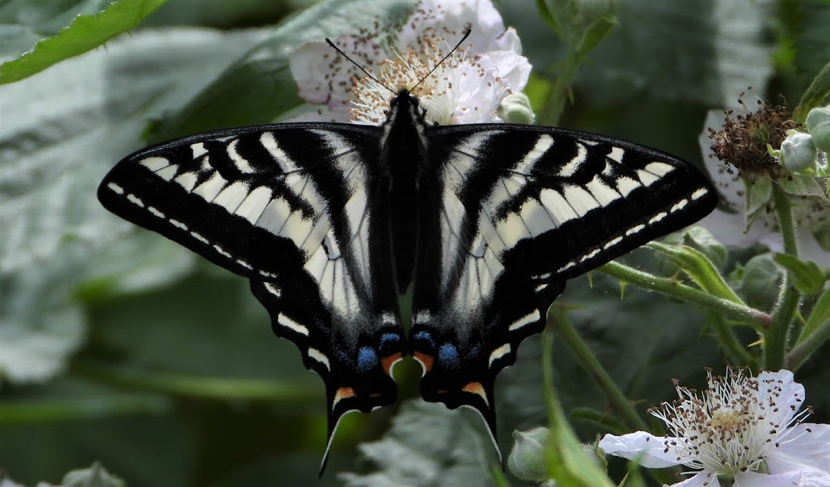 Pale swallowtail