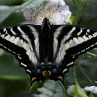 Pale swallowtail