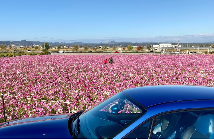 Z3 Mｸｰﾍﾟのひまわりの丘公園・コスモス畑・イチョウの木・ゾロ目・11月もよろしくお願いしますに関するカスタム事例の投稿画像3枚目