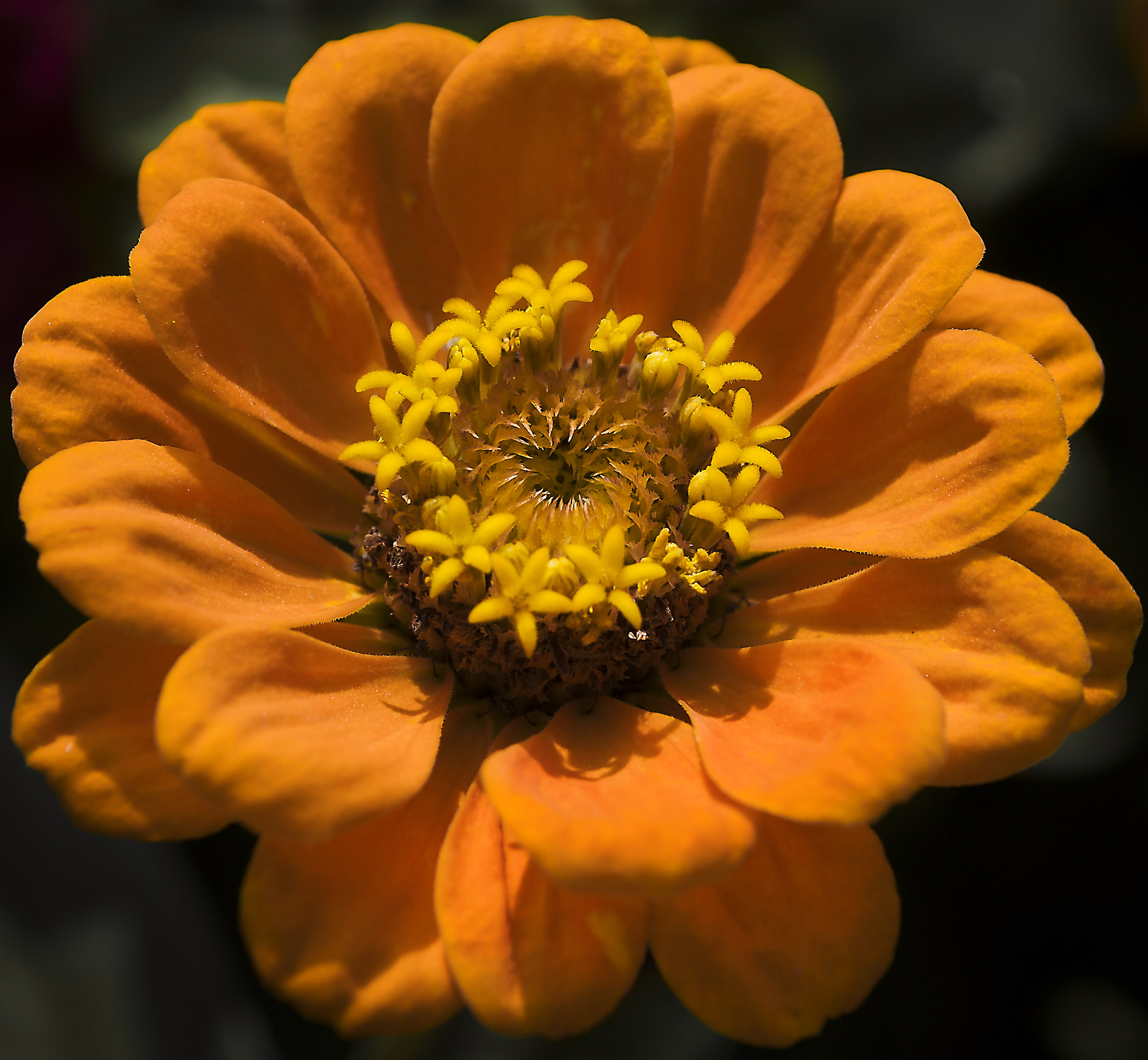 Zinnia di Pinco_Pallino