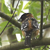 Black-headed Grosbeak