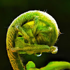 Creeping sword fern