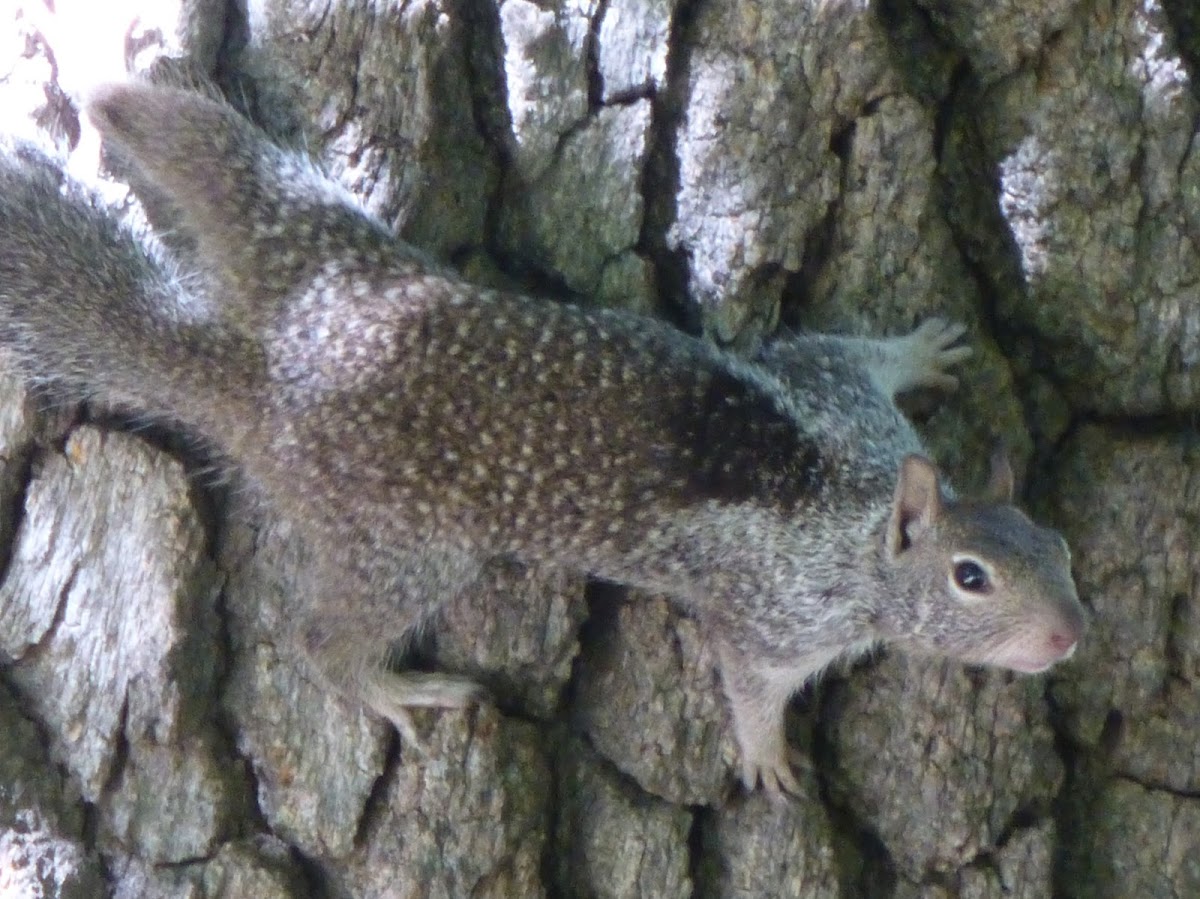 California Ground Squirrel