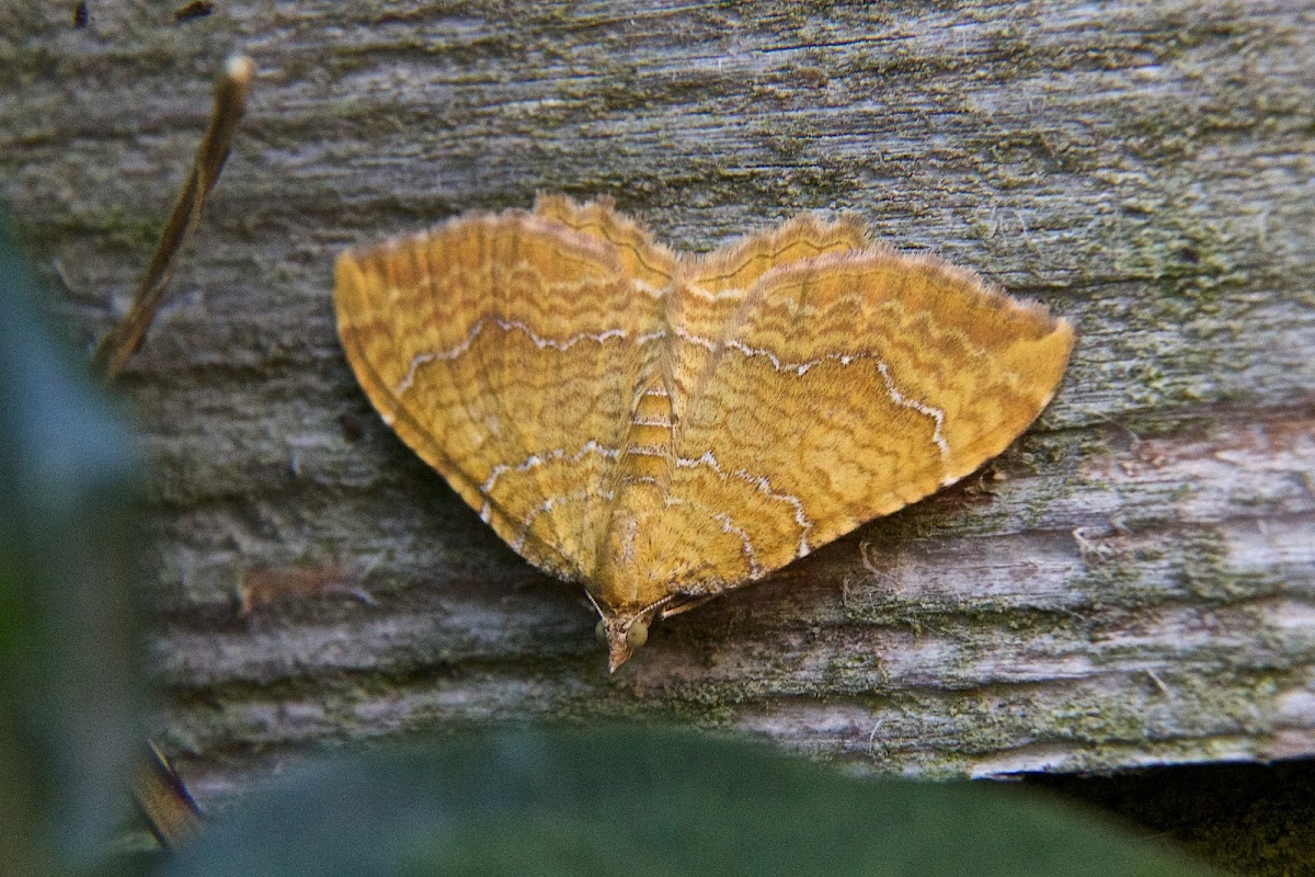 Yellow shell moth