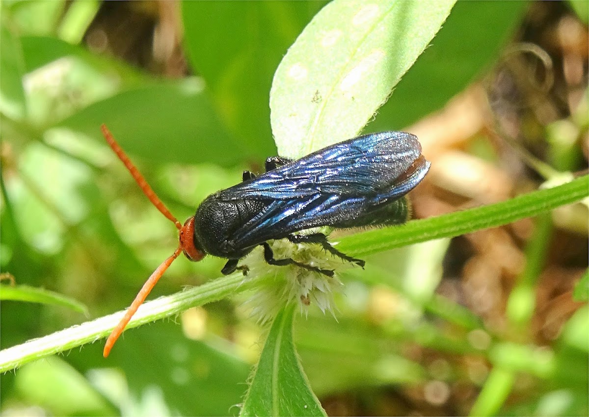 Orange head scoliid wasp