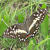 Citrus swallowtail