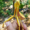 Javan Golden Mantis