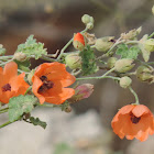 Caliche Globemallow