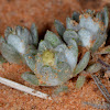 Flannel Cudweed