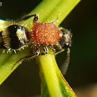 Viet Nam Cow Killers Ant, Viet Nam Velvet Ant.