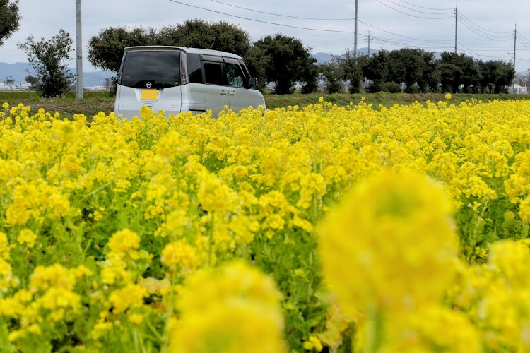ルークス ハイウェイスター ターボの岡山・笠岡ベイファーム・菜の花・黄色の絨毯に関するカスタム事例の投稿画像4枚目