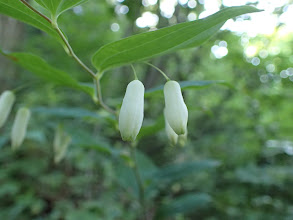 まだ蕾