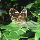 Glasswing Anette Butterfly