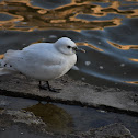 Ivory Gull