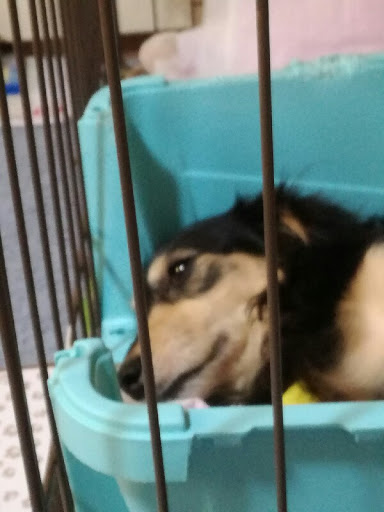 犬