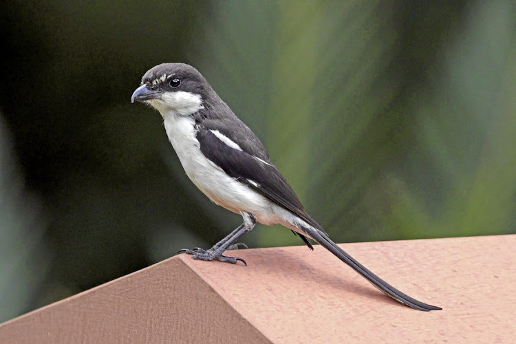 What bird is commonly known as the Jackie Hangman or butcher bird because of the way it impales its prey on the thorns of trees? A) Southern fiscal shrike, B) Diederik cuckoo, C) Marabou stork, D) Fork-tailed drongo