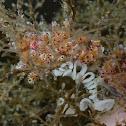 Dendronotid Sea Slug