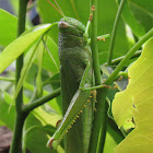 Green Citrus Locust