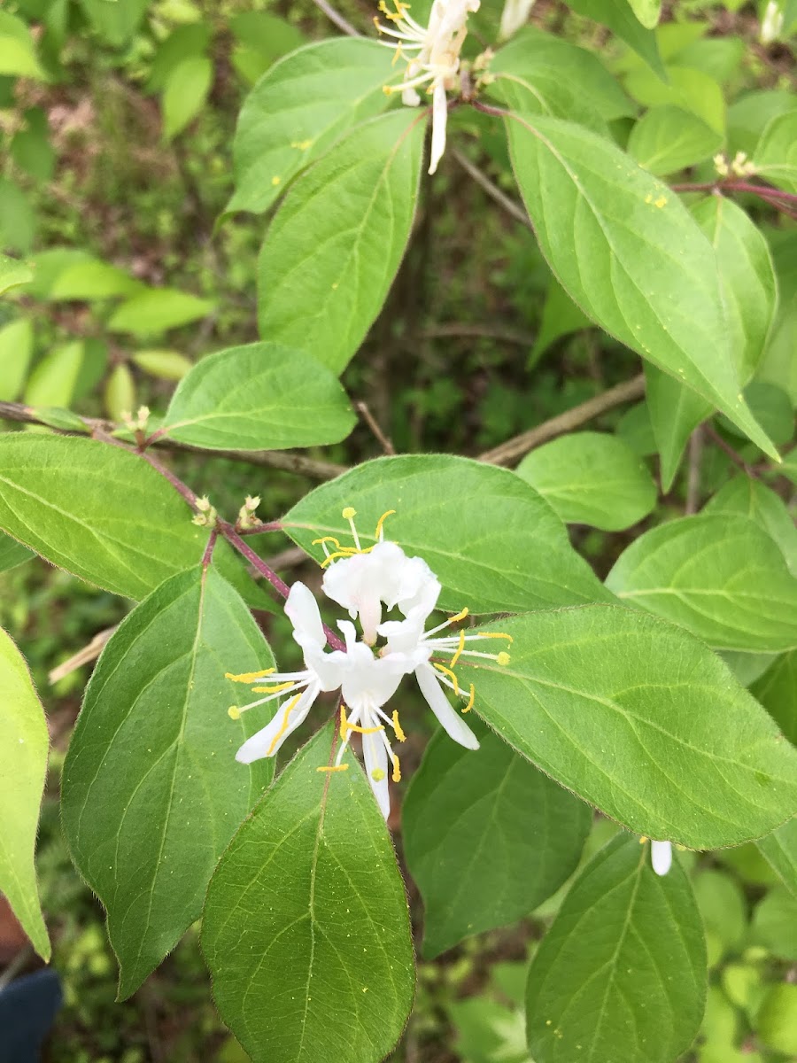 Honeysuckle bush