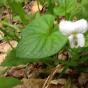 Kidney-leaved violet