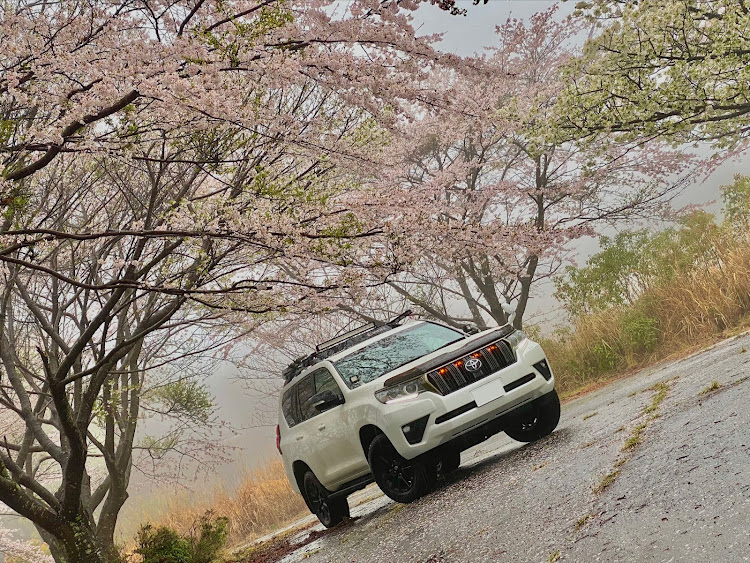 ランドクルーザープラドの目指せPickUpCars・桜とコラボ・サクラと愛車・カメ活練習に関するカスタム事例の投稿画像3枚目