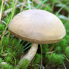 Pale Bolete