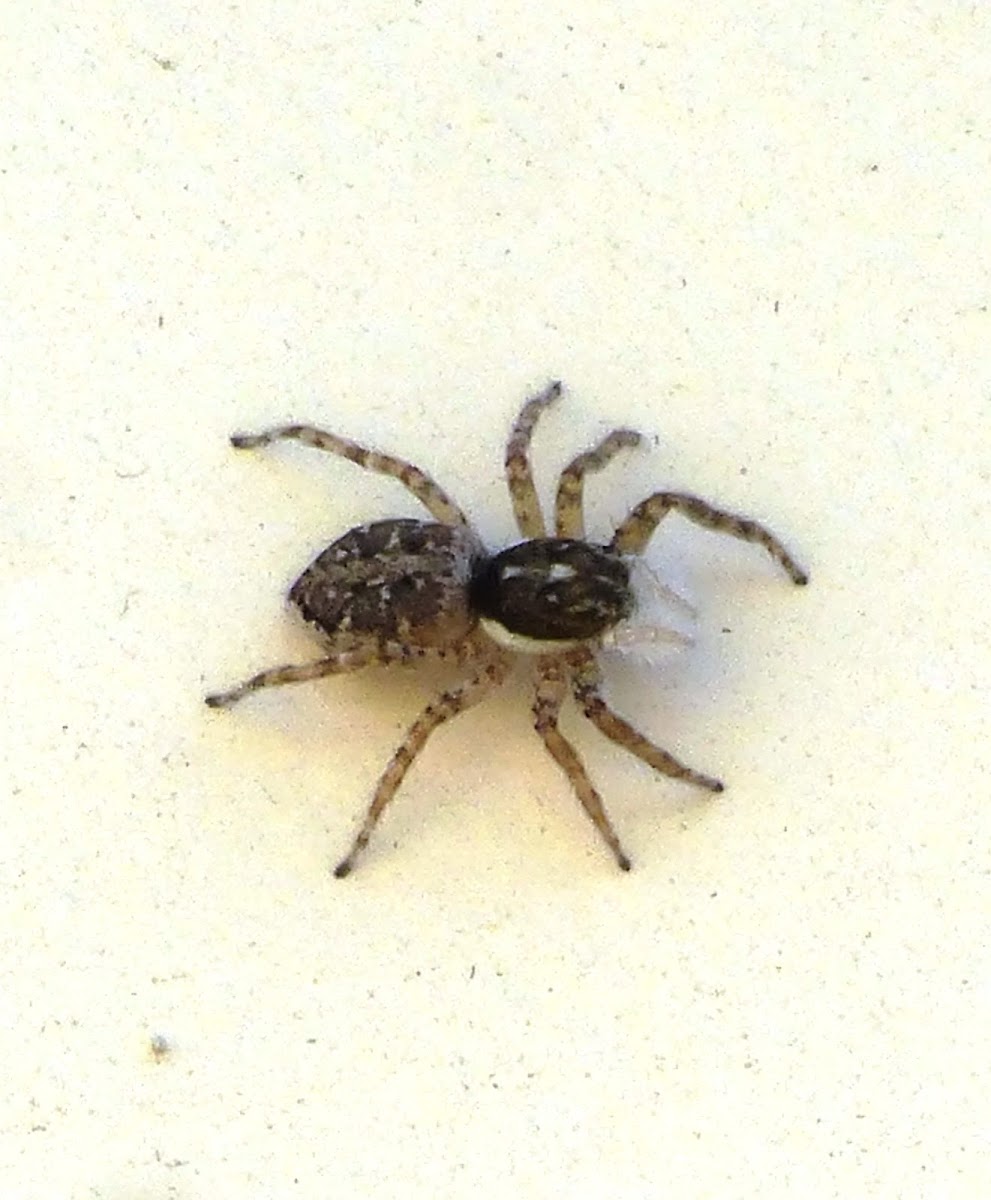 Jumping spider