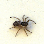 Jumping spider