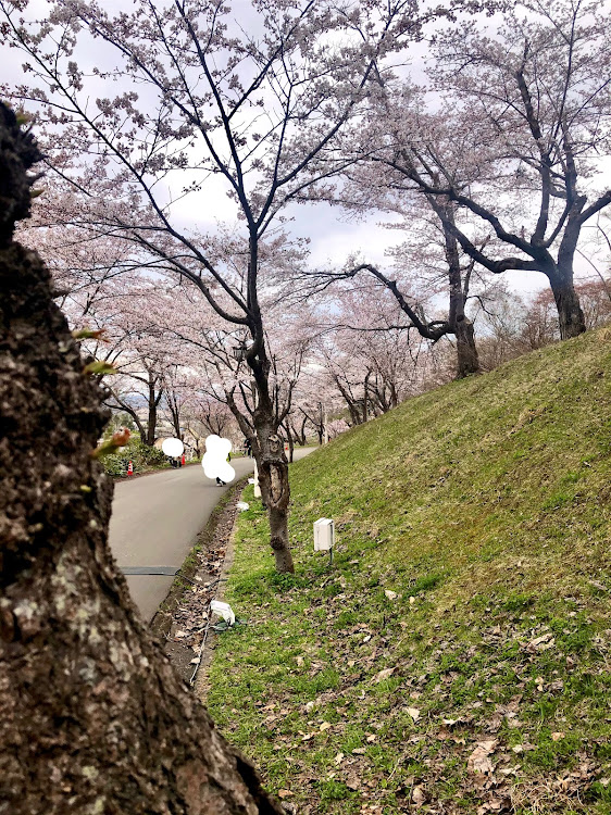 シビックタイプRの美唄・焼き鳥・染井吉野桜🌸に関するカスタム事例の投稿画像2枚目