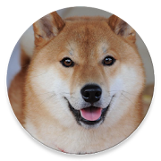 Walky Doggy  Icon