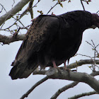 Turkey Vulture