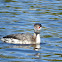 Horned Grebe