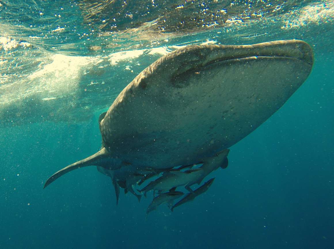 swim with whale sharks in australia