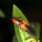 Click beetle