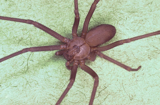 免費下載娛樂APP|Brown Recluse Spider Wallpaper app開箱文|APP開箱王