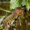 Northern Caiman Lizard