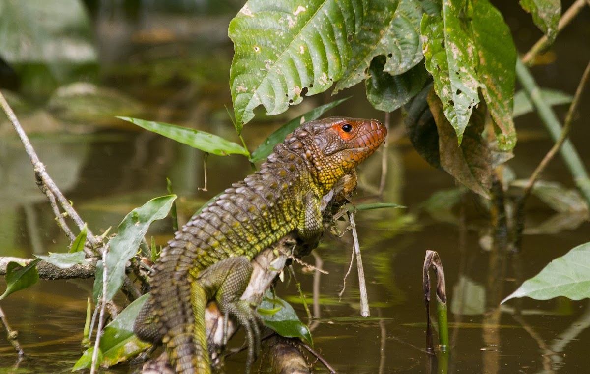 Northern Caiman Lizard