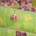 Ladybird beetle