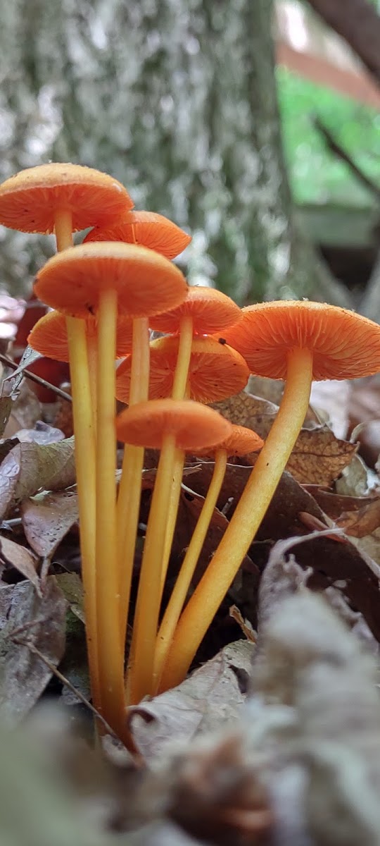 Orange mycena